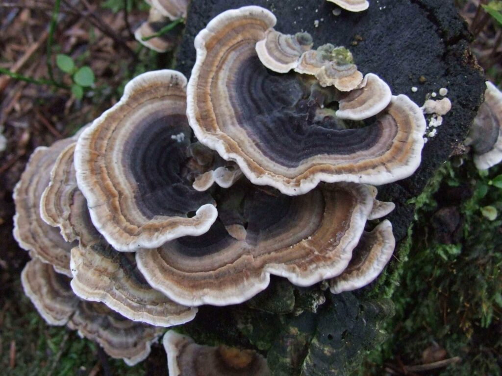 Trametes Versicolor