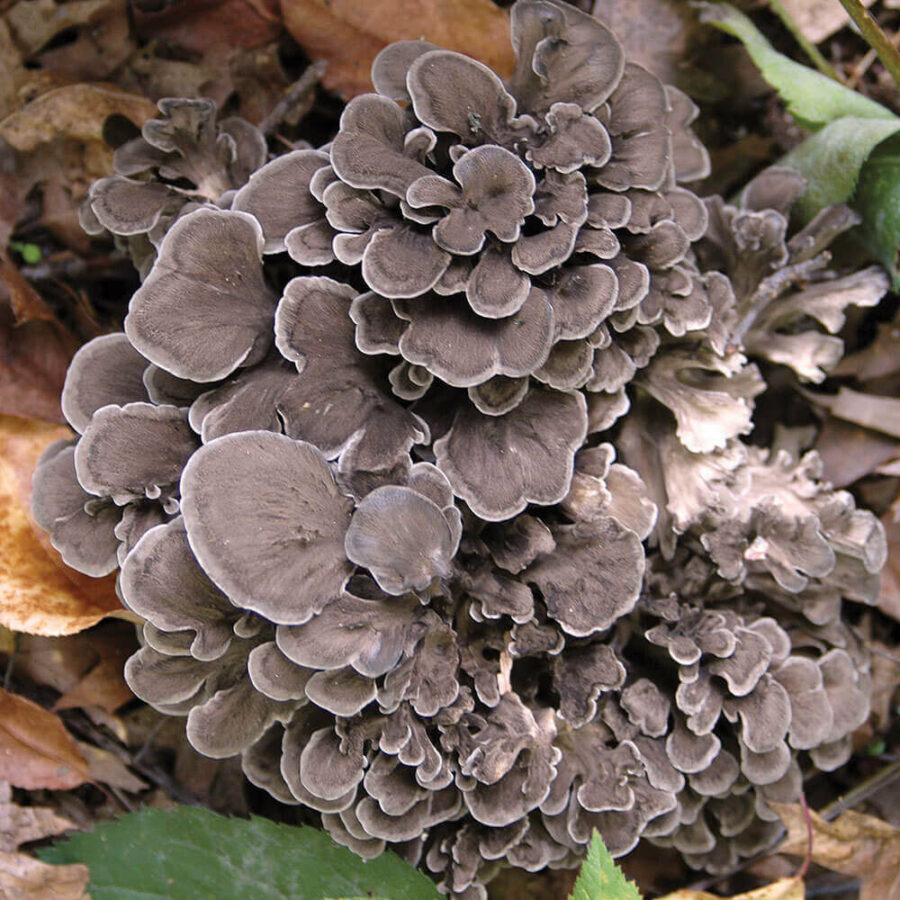 Grifola Frondosa MYCOTEA